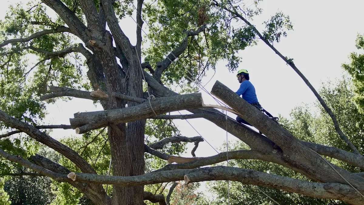 Professional Hazardous Tree Removal performed by certified arborists in Sugarloaf