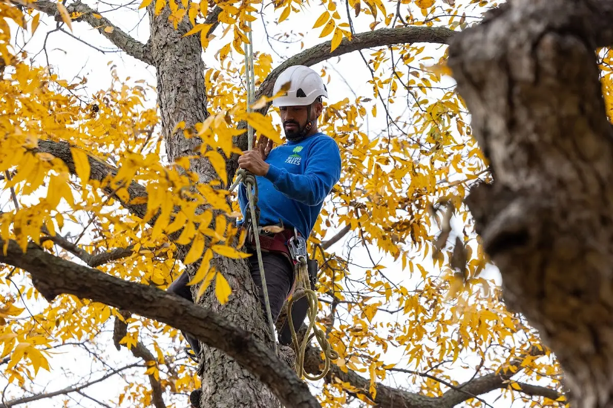Skilled Tree Pruning crew working in Sugarloaf