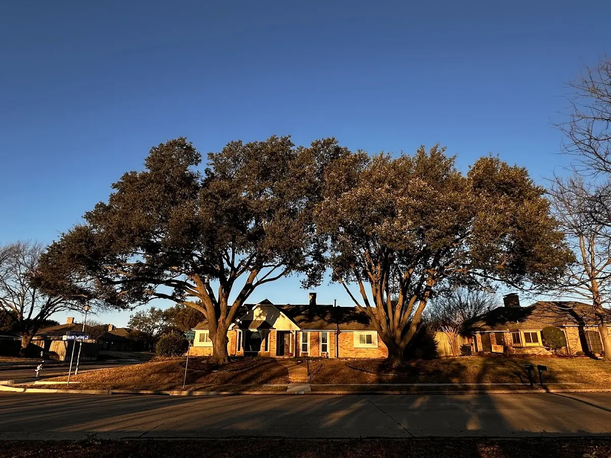 Established residential canopy tree shading a home in Sugarloaf