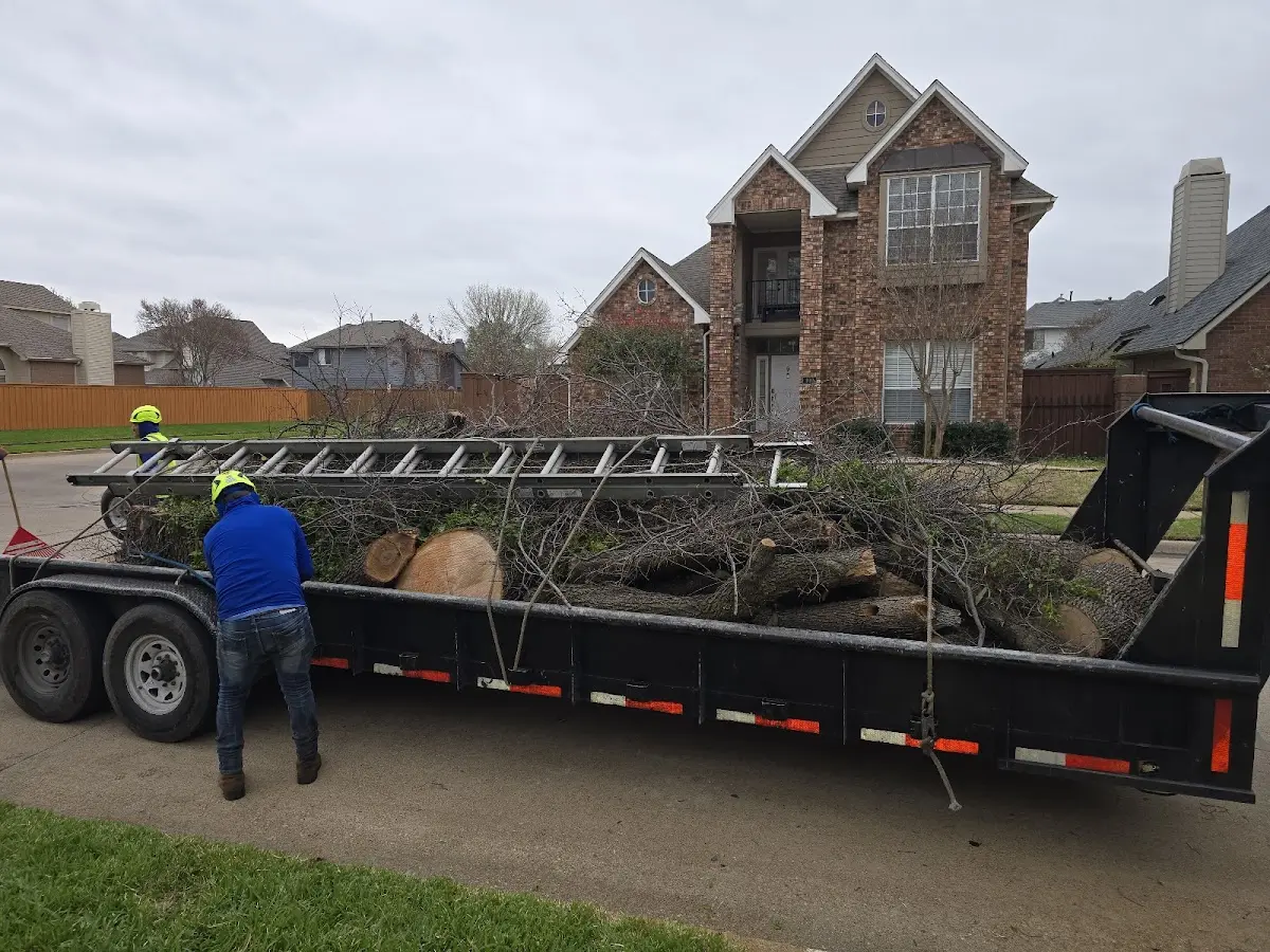 Expert Deadwooding with proper safety equipment in Sugarloaf